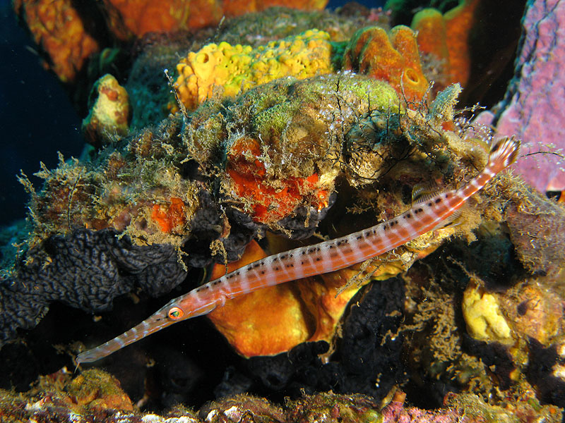 Guadeloupe - photo n° 122