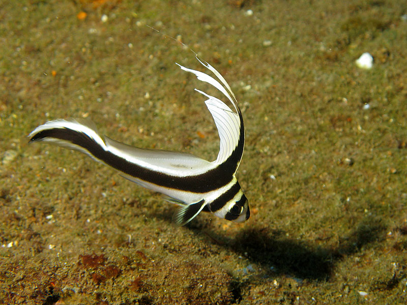 Guadeloupe - photo n° 126