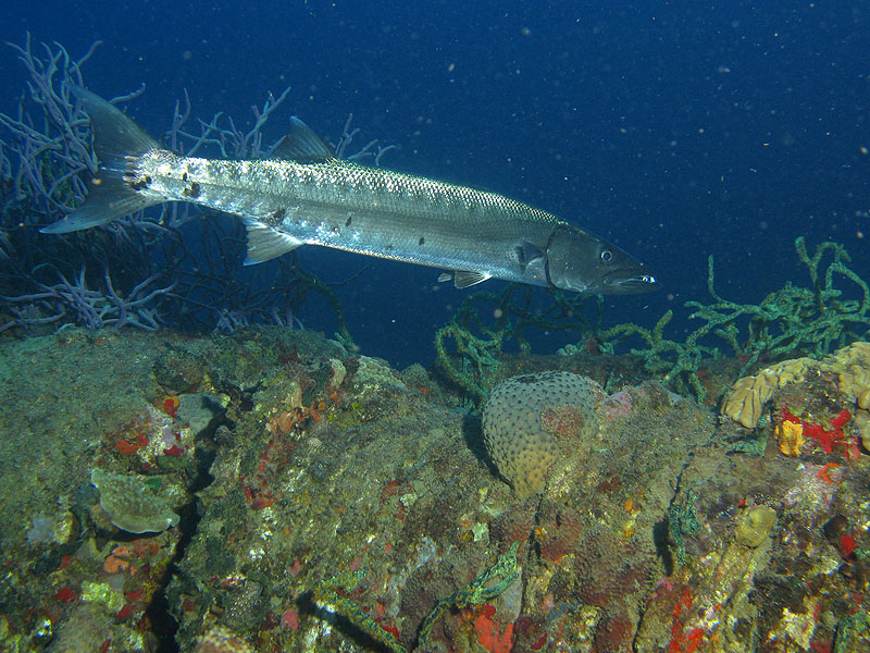 Guadeloupe - photo n° 127
