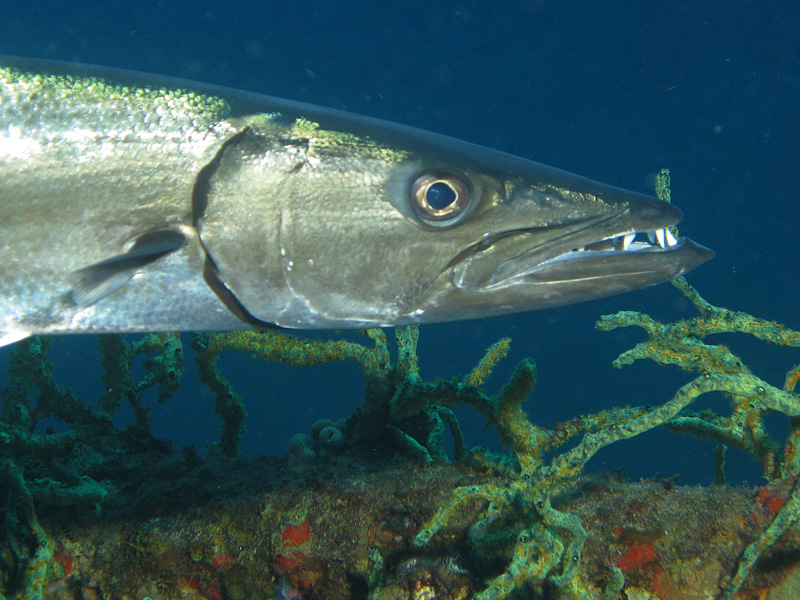 Guadeloupe - Barracuda