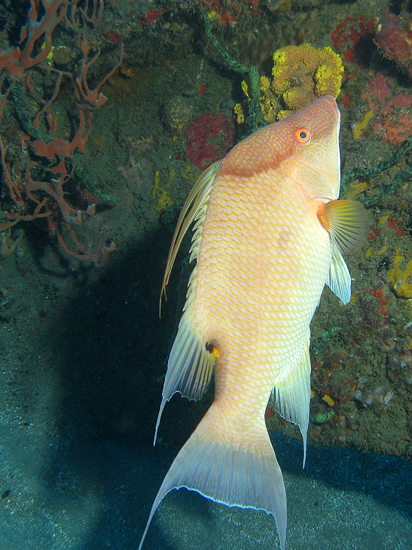 Guadeloupe - photo n° 129