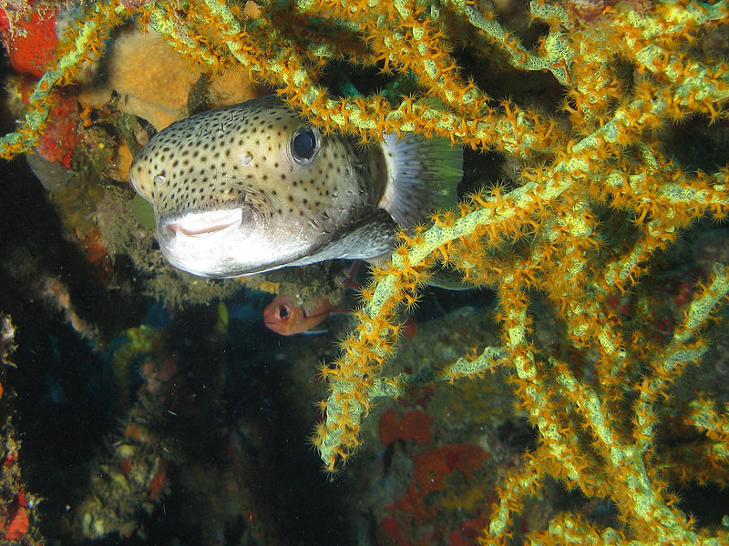 Guadeloupe - photo n° 130