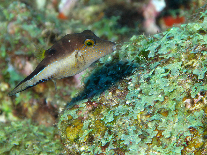Guadeloupe - photo n° 133