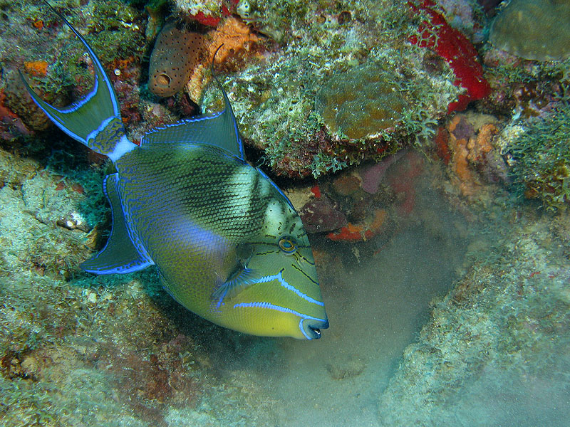 Guadeloupe - photo n° 134
