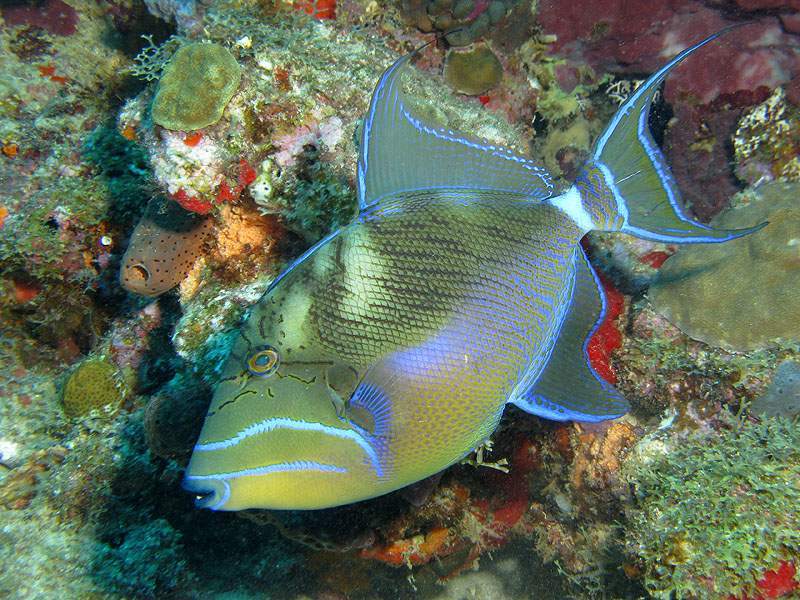 Guadeloupe - photo n° 135