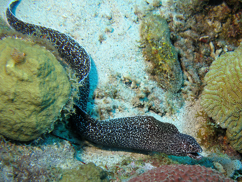 Guadeloupe - photo n° 136