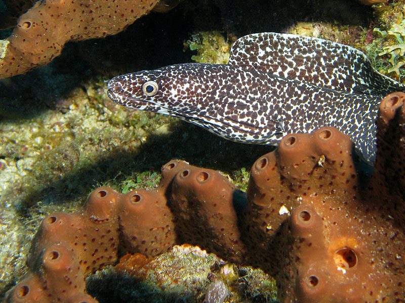 Guadeloupe - photo n° 137