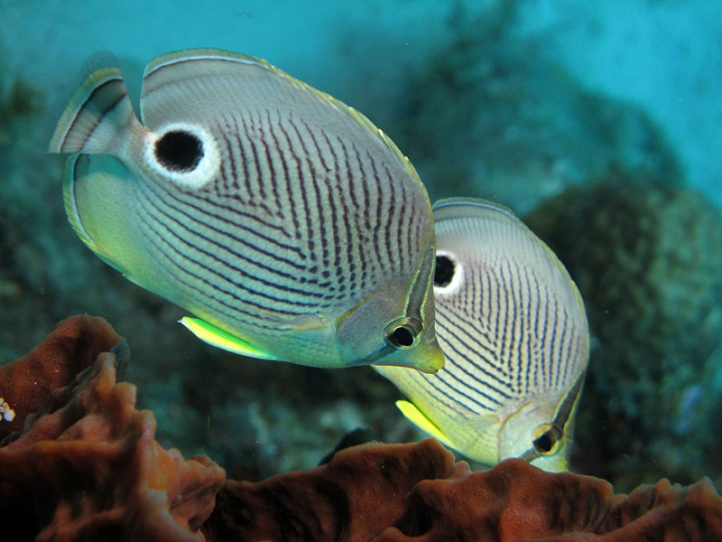 Guadeloupe - photo n° 138