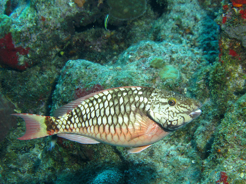 Guadeloupe - photo n° 139