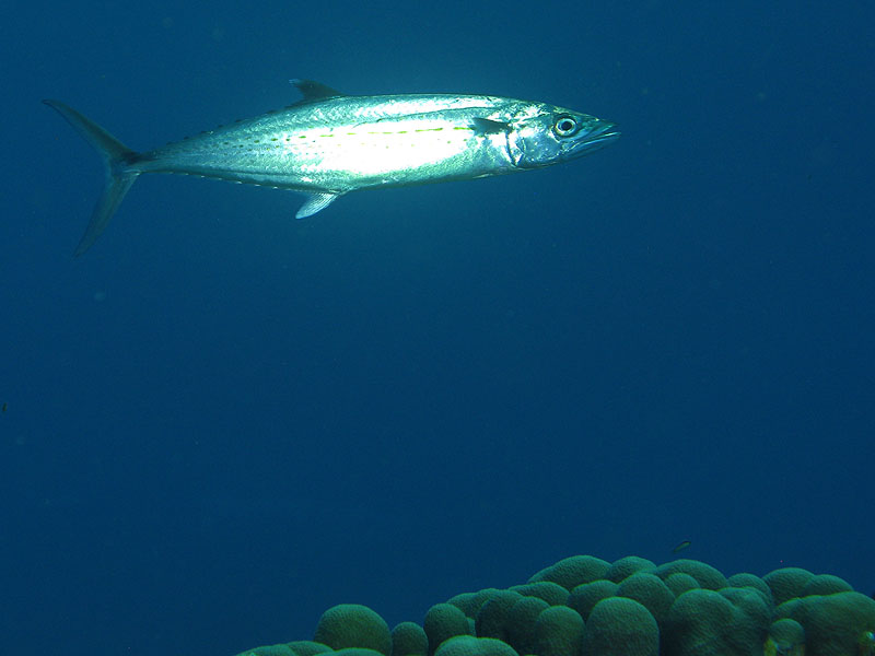 Guadeloupe - photo n° 140