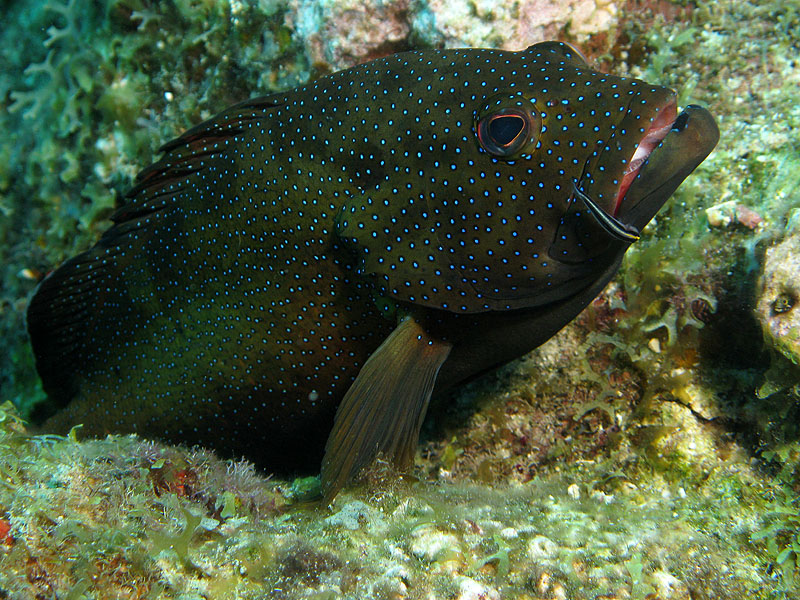 Guadeloupe - photo n° 141