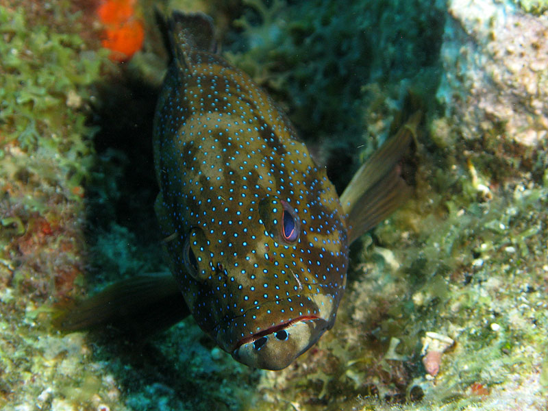 Guadeloupe - photo n° 142