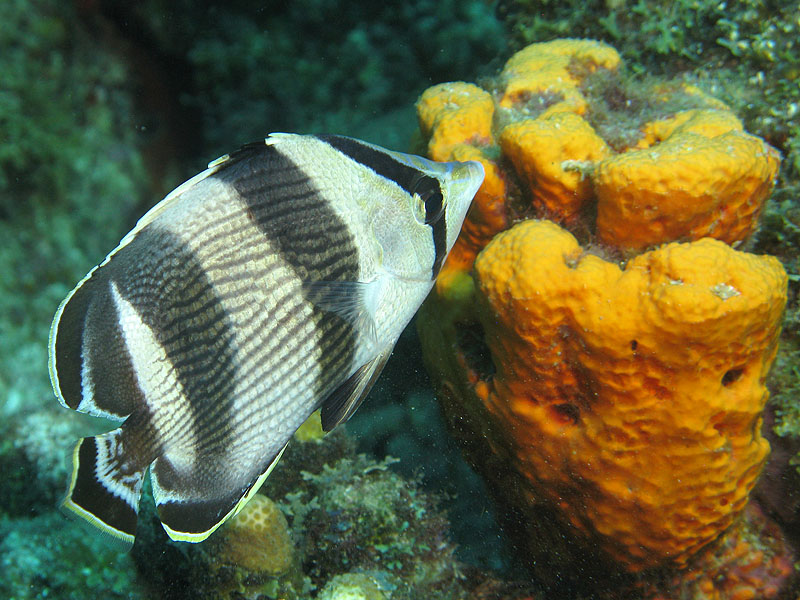 Guadeloupe - photo n° 143