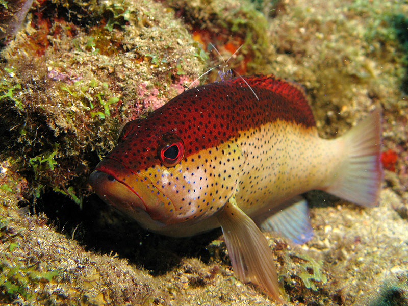 Guadeloupe - photo n° 146