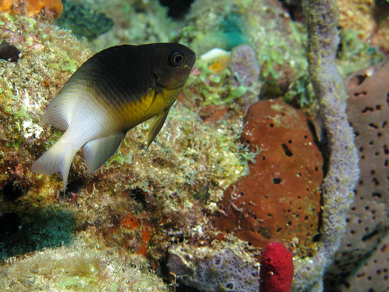 Guadeloupe - photo n° 148