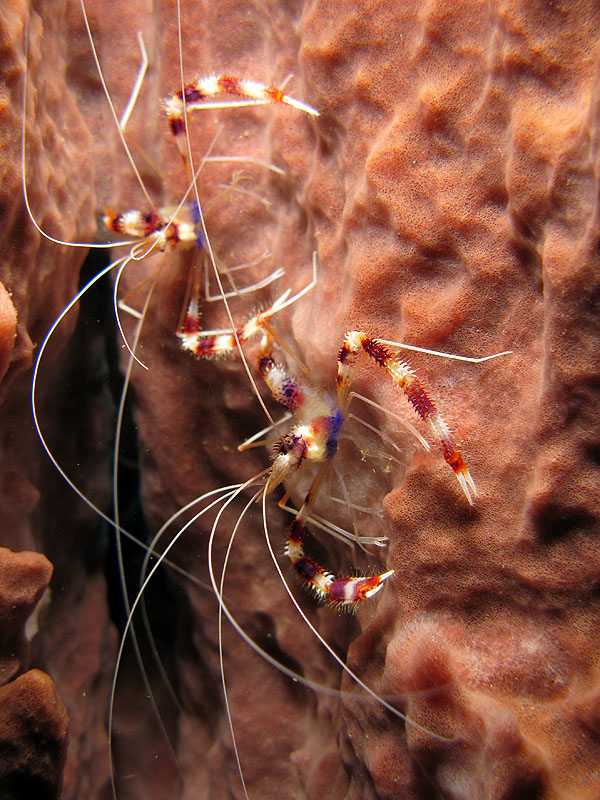 Guadeloupe - photo n° 149