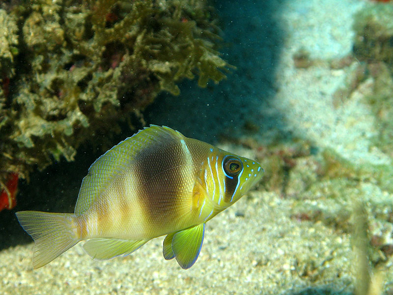 Guadeloupe - photo n° 150