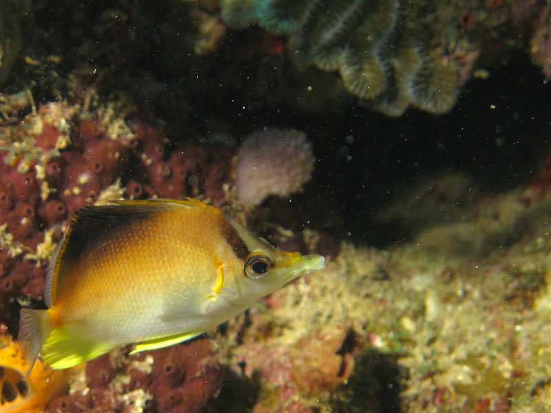 Guadeloupe - photo n° 151