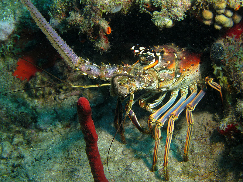 Guadeloupe - photo n° 152
