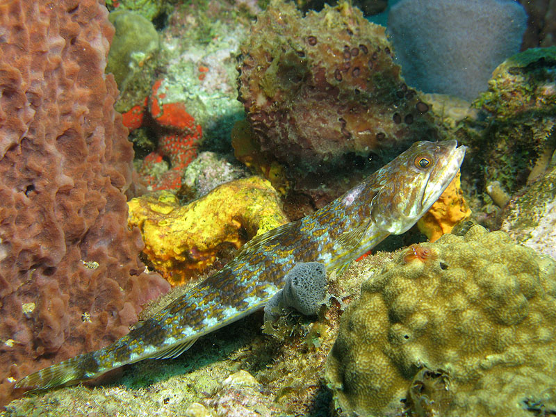 Guadeloupe - photo n° 153