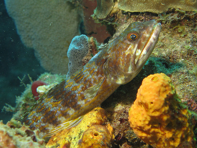 Guadeloupe - photo n° 154