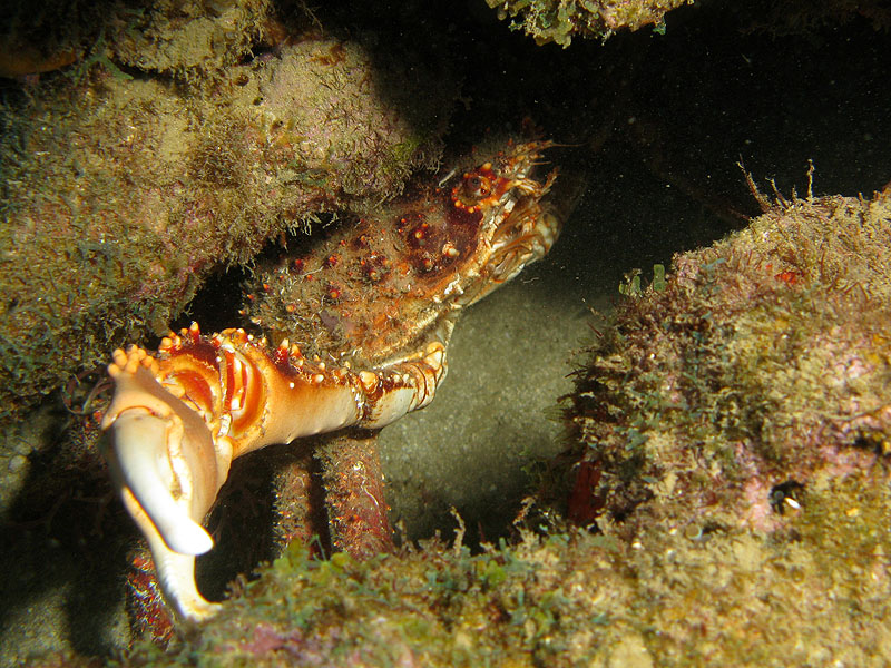 Guadeloupe - photo n° 155