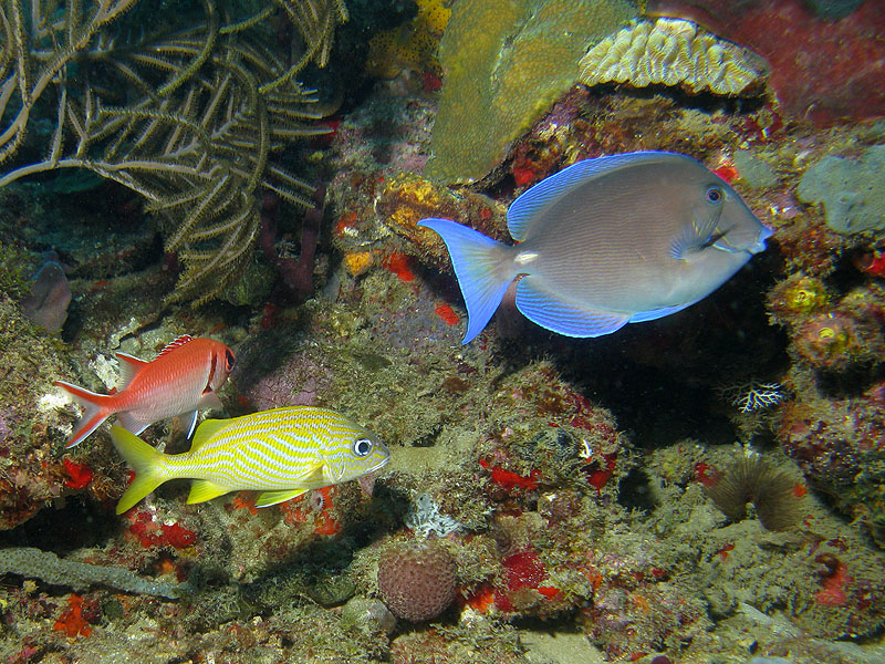 Guadeloupe - photo n° 156