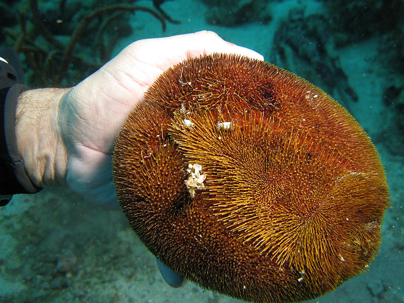 Guadeloupe - photo n° 157