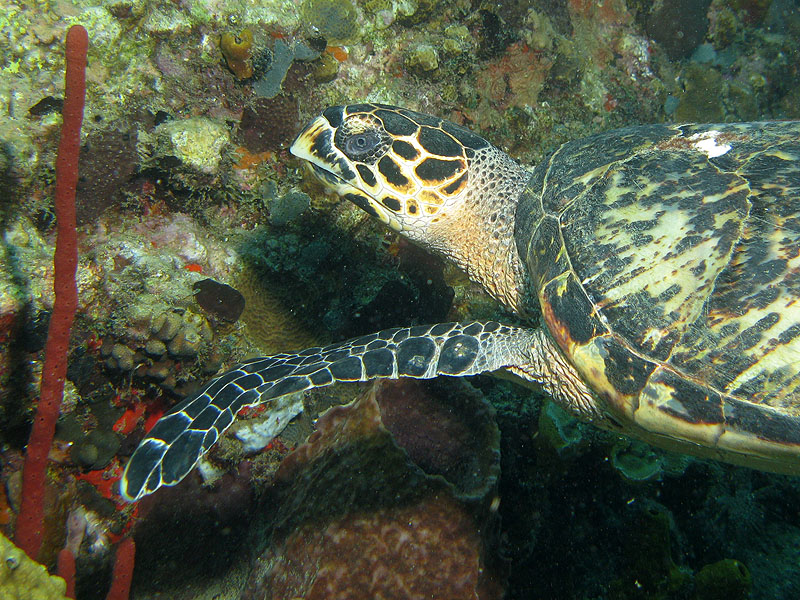 Guadeloupe - photo n° 158