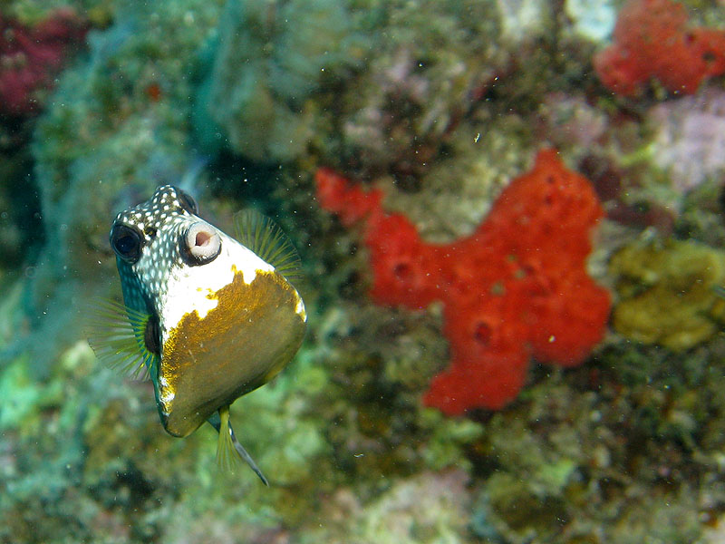 Guadeloupe - photo n° 159