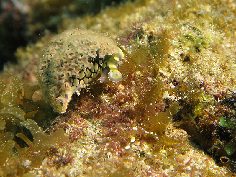 Guadeloupe - photo n° 160