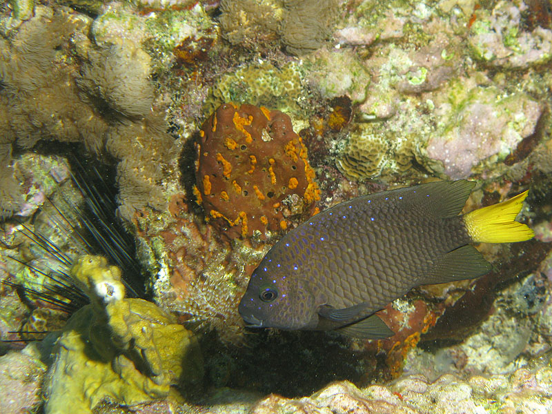 Guadeloupe - photo n° 166
