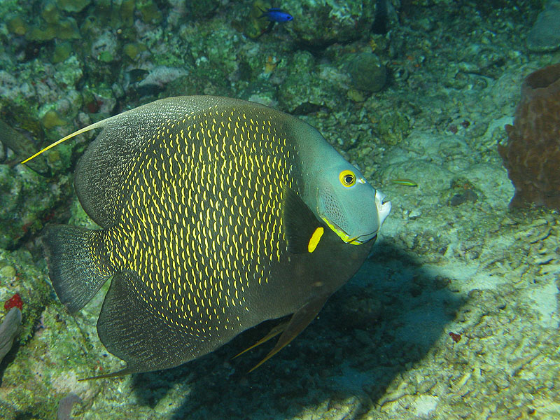 Guadeloupe - photo n° 167