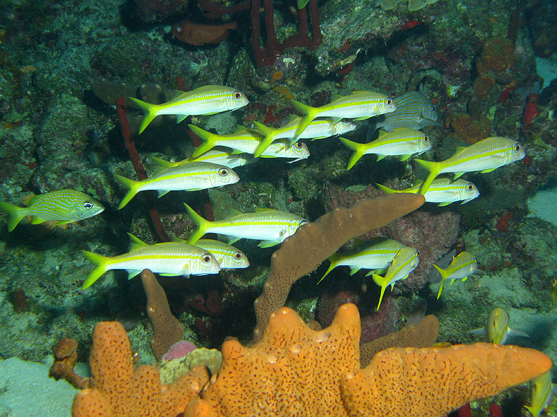 Guadeloupe - photo n° 168