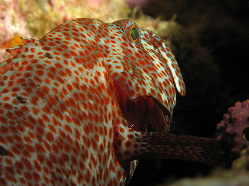 Guadeloupe - photo n° 169