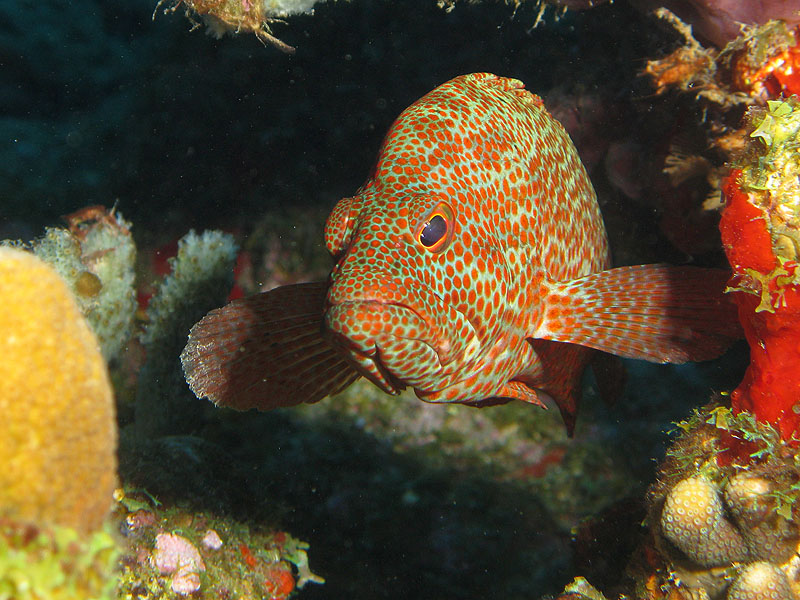 Guadeloupe - photo n° 170