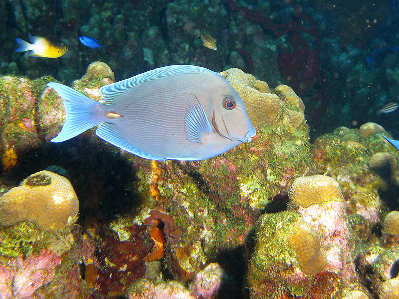 Guadeloupe - photo n° 171
