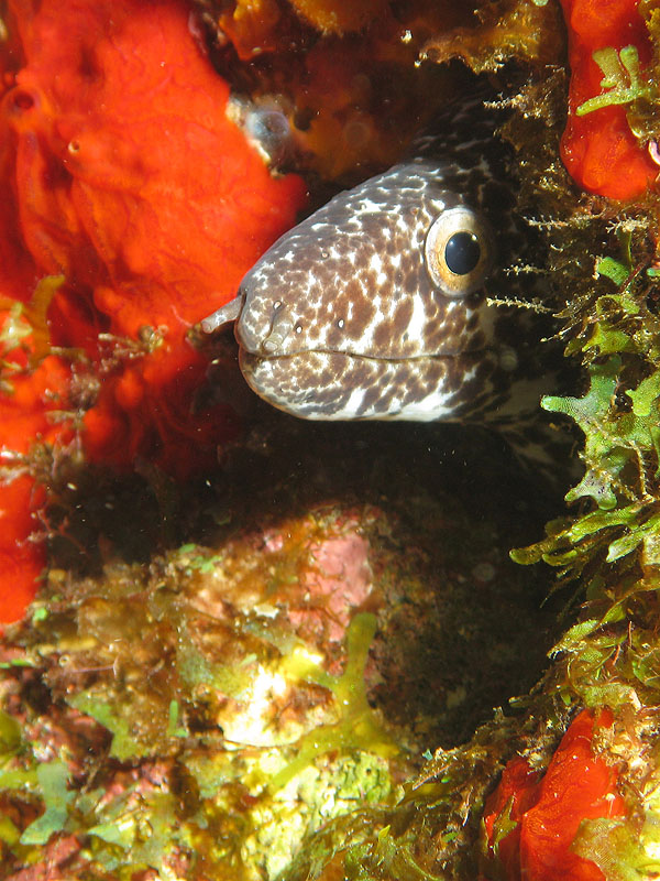 Guadeloupe - photo n° 172