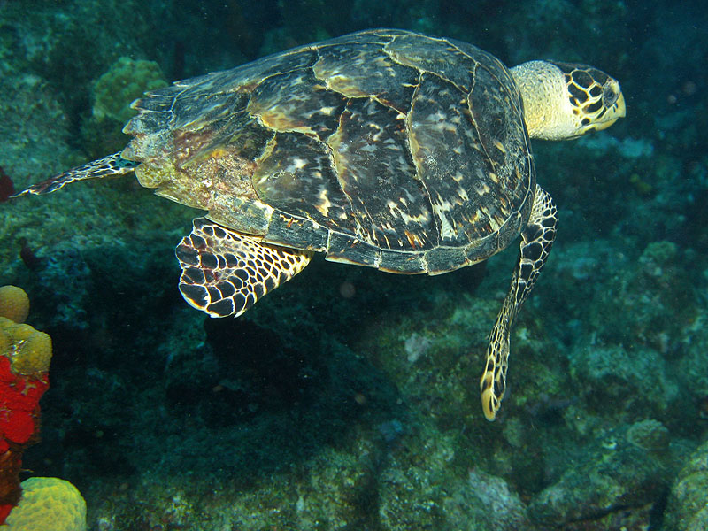 Guadeloupe - photo n° 173