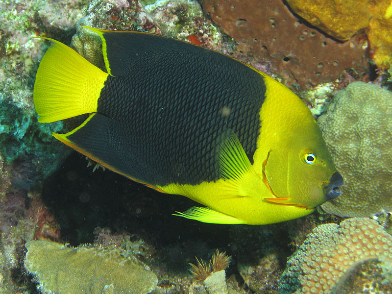 Guadeloupe - photo n° 174