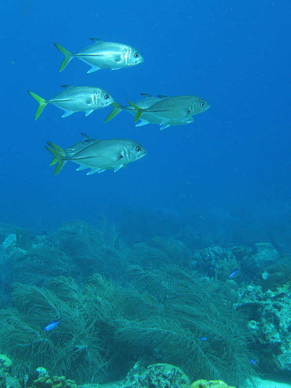 Guadeloupe - photo n° 175