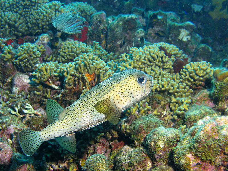 Guadeloupe - photo n° 176