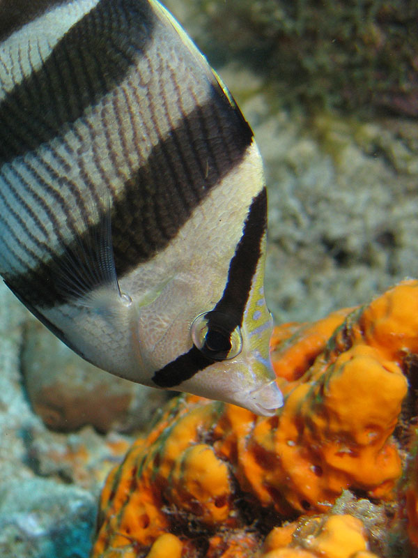 Guadeloupe - photo n° 177
