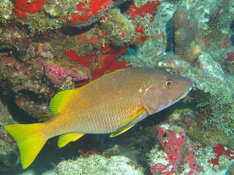 Guadeloupe - photo n° 178