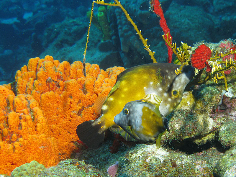 Guadeloupe - photo n° 181