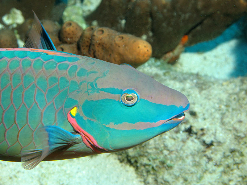 Guadeloupe - photo n° 183
