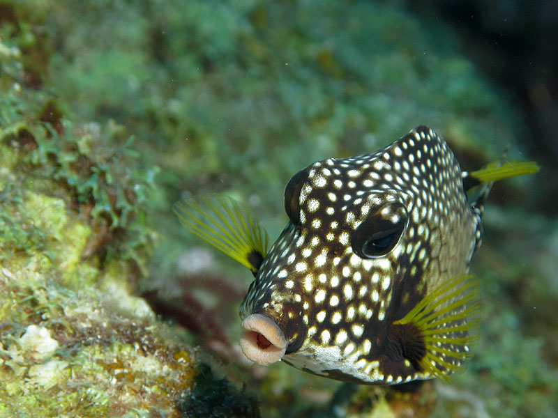 Guadeloupe - photo n° 184