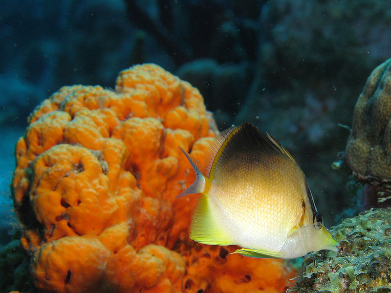 Guadeloupe - photo n° 185