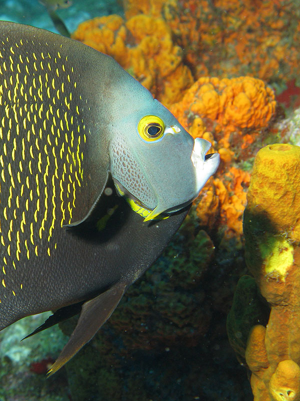 Guadeloupe - photo n° 186