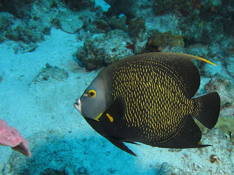 Guadeloupe - photo n° 187
